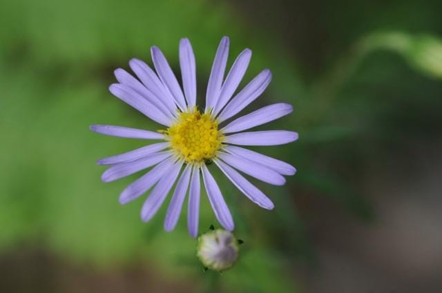 aster à feuilles de linaire